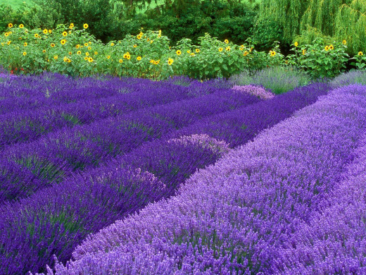 420673 (a): :1600x1200